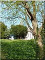 Trees behind Upton Church in TQ1 3HA