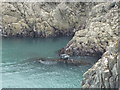 Grey Seal from the Pembrokeshire Coast Path in SA64 0JN