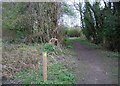 The Medway Valley Walk, Bushey Wood in ME20 7TF