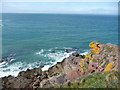 Yellow lichen on the sandstone cliffs, Pembrokeshire in Marloes and St. Brides Community