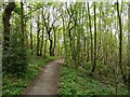 Path through the woods in WF4 4JQ