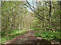 Paths through the woods in WF4 4JQ