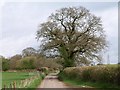 Oak by the lane, Seaborough in TA18 8FF