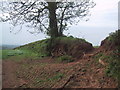 Hedgebank forms a field boundary in EX15 1LT