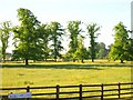 Trees and meadow at Ashby-de-la-Zouch in LE65 2QG