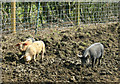2010 : Three piglets off Ayford Lane in SN14 8AB