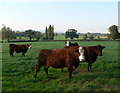 Hereford cattle at Plas Coch farm in LL15 1UF