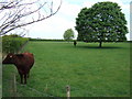 Cattle near Manor Hill Farm in PE12 0JG