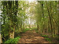 Footpath into Nackholt Wood in TN25 5NE