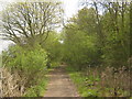 Byway into Nackholt Wood in TN25 5PW