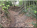 Footpath steps in Church Wood in TN21 0NE