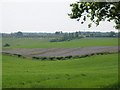 Phacelia on Kingswood Farm near Speen in HP27 0QU