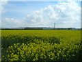 Rape field near Yapham Grange in YO42 1PA