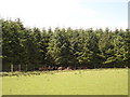 Deer Farm near Braehead, Forth in ML11 8NX