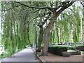 Willows by the riverbank path in TW1 2LT