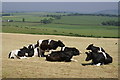 Friesian Cattle sunbathing near North Cowshaw in DG11 1SF