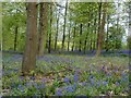 Charborough Park, bluebells in BH20 7EN
