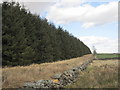 Stone Wall and edge of Waterhead Common Plantation in Waterhead