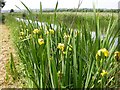 Yellow Flags on the Bank of the Grand Union Canal in NN4 8JU