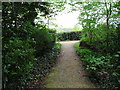Path junction within Sandwalk Copse in BR6 7LG