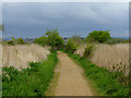 Footpath, Radipole Lake Nature Reserve, Weymouth in DT4 7DW