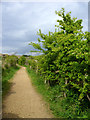 Footpath across Radipole Lake Nature Reserve, Weymouth in DT4 7DW