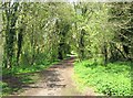 Path through Burlish Top Nature Reserve in DY13 8LL