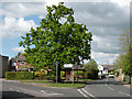 Road junction with oak tree in CB24 9JT