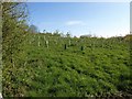 Young wood near Whistle Down in EX6 7SJ