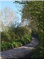 Lane near Holcombe Burnell in EX6 7SJ