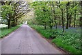 Telegraph Hill: Road near bluebell wood in DT2 7AY