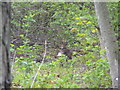 Roe deer in the woods in IV20 1SJ