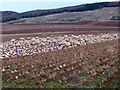 Sheep, Peattie in PH13 9LE