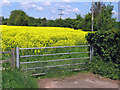 Rapeseed field near Haydon, just outside Taunton in TA3 5DG