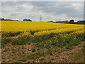 Lytchett Matravers, rape field in BH21 3RR