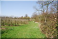 1066 Country Walk along the orchard edge in TN36 4WL