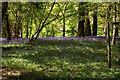 Bluebells in Roundwyck Copse in GU28 9JY