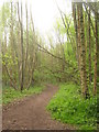 Woodland path in Farningham Wood in TN17 4AJ
