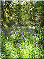 Bluebell woods at Godolphin House in TR13 9TH