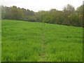 Footpath beside Southerden Wood in Hawkhurst, Sandhurst & Benenden Ward
