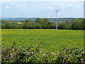 Buttercup field and windmill near Stoke St Mary in TA3 5BT