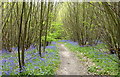 Bysing Wood bluebells in ME13 7FZ