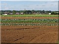 Farmland and crops near Bromham in SN15 2JD