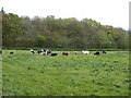 Lytchett Minster, cattle in BH16 6AP