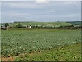 View over farmland towards Beacon Hill in SN15 2JD