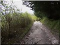 Looking east along byway around Stead Combe in GU29 0HX