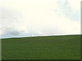 Land under crop at Todrighill in TD12 4EY