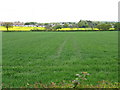 Fieldscape from Doe Bank Lane in B74 2BA
