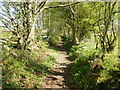 Stony path leading to Lasgarn Wood in NP4 8HZ