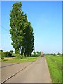 Lombardy poplars at Washmere Green in CO10 9PJ